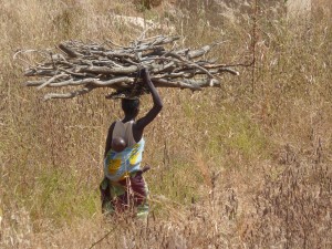 Tribal Woman taking wood home for cooking fires