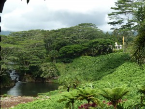 Lush Forest Setting