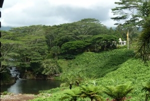 Lush Forest Setting