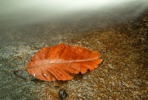 Mother Nature and Orange Leaf